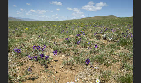 Kuhschelle spec (Pulsatilla tenuiloba)