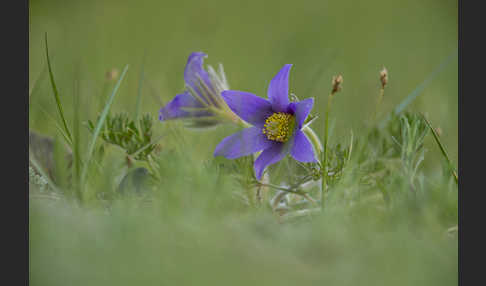 Kuhschelle spec (Pulsatilla tenuiloba)