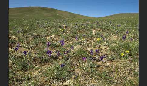 Kuhschelle spec (Pulsatilla tenuiloba)