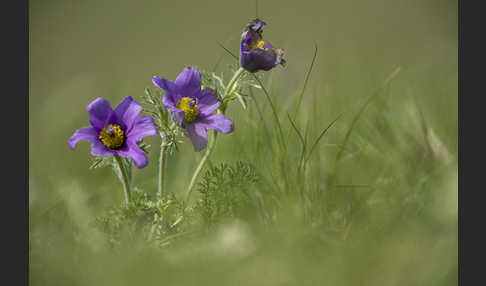 Kuhschelle spec (Pulsatilla tenuiloba)