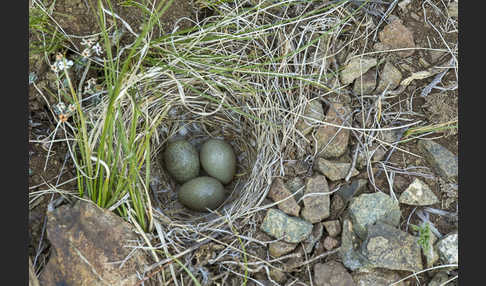 Ohrenlerche (Eremophila alpestris)