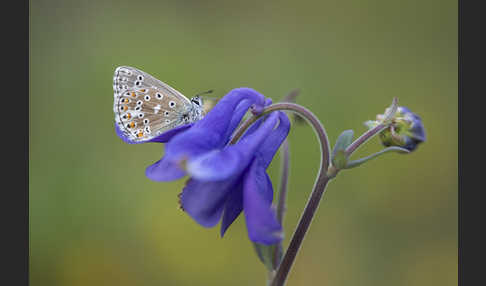 Himmelblauer Bläuling (Polyommatus bellargus)