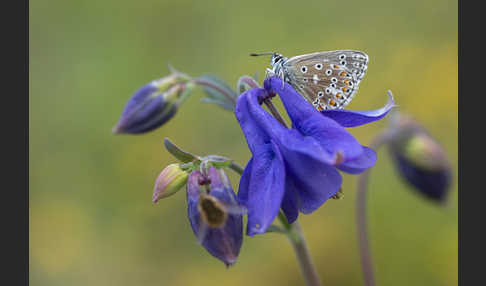 Himmelblauer Bläuling (Polyommatus bellargus)