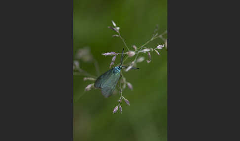 Ampfer-Grünwidderchen (Adscita statices)