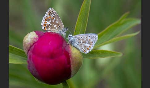 Himmelblauer Bläuling (Polyommatus bellargus)