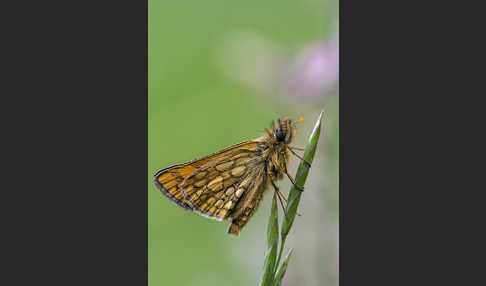 Gelbwürfeliger Dickkopffalter (Carterocephalus palaemon)