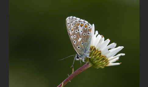 Himmelblauer Bläuling (Polyommatus bellargus)