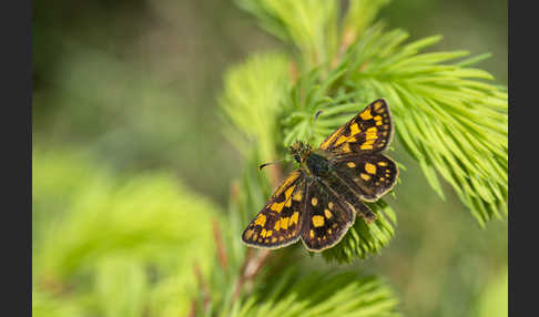 Gelbwürfeliger Dickkopffalter (Carterocephalus palaemon)