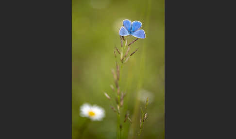 Himmelblauer Bläuling (Polyommatus bellargus)