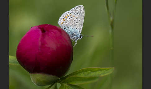 Gemeiner Bläuling (Polyommatus icarus)