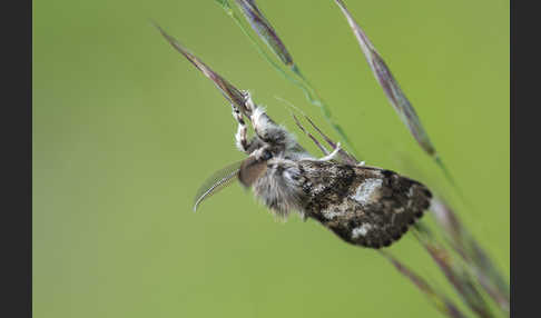 Mondfleck-Bürstenspinner (Gynaephora selenitica)