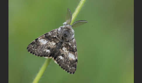 Mondfleck-Bürstenspinner (Gynaephora selenitica)