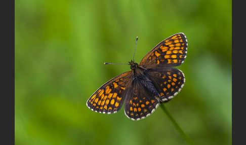 Wachtelweizen-Scheckenfalter (Melitaea athalia)