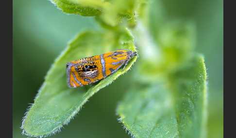 Pracht-Wickler (Olethreutes arcuella)