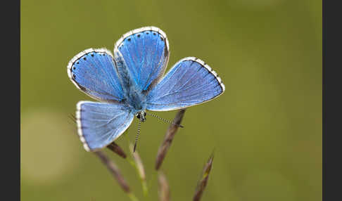 Himmelblauer Bläuling (Polyommatus bellargus)