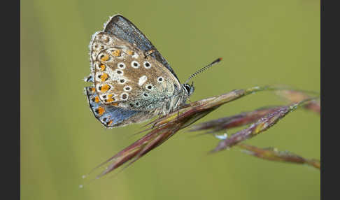 Himmelblauer Bläuling (Polyommatus bellargus)