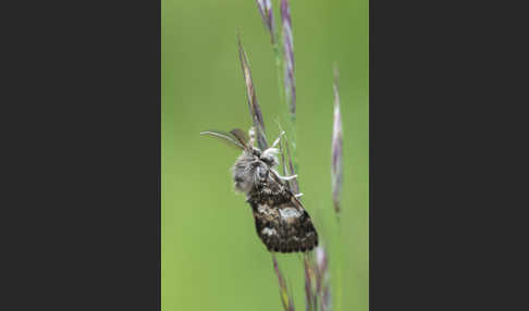 Mondfleck-Bürstenspinner (Gynaephora selenitica)