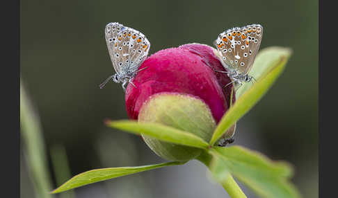 Himmelblauer Bläuling (Polyommatus bellargus)