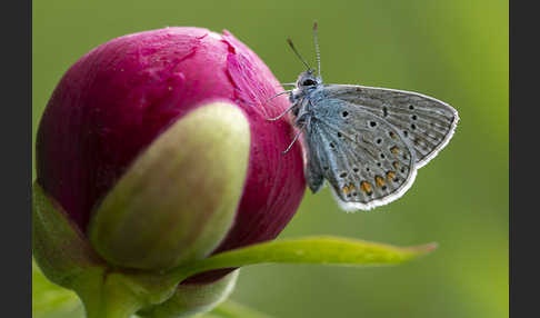 Gemeiner Bläuling (Polyommatus icarus)