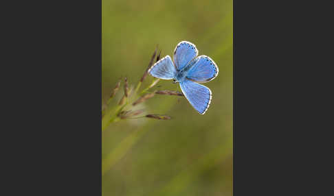 Himmelblauer Bläuling (Polyommatus bellargus)