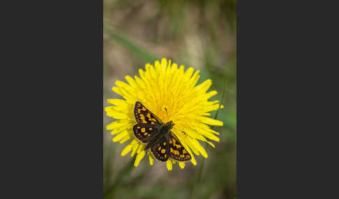 Gelbwürfeliger Dickkopffalter (Carterocephalus palaemon)