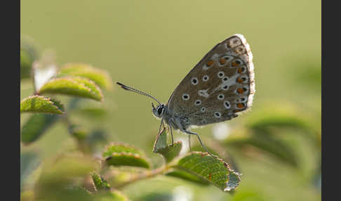 Himmelblauer Bläuling (Polyommatus bellargus)