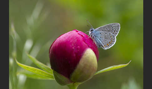 Gemeiner Bläuling (Polyommatus icarus)