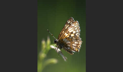 Perlbinde (Hamearis lucina)