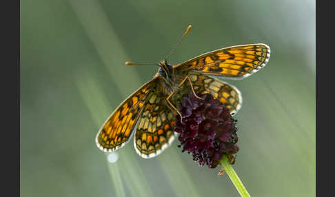 Wachtelweizen-Scheckenfalter (Melitaea athalia)