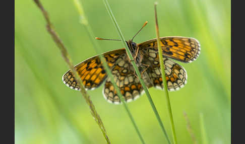 Wachtelweizen-Scheckenfalter (Melitaea athalia)