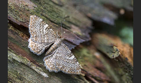 Wellenspanner (Hydria undulata)