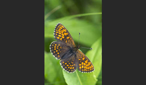 Wachtelweizen-Scheckenfalter (Melitaea athalia)