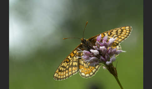 Abbiß-Scheckenfalter (Eurodryas aurinia)