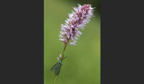 Ampfer-Grünwidderchen (Adscita statices)