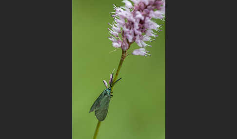 Ampfer-Grünwidderchen (Adscita statices)