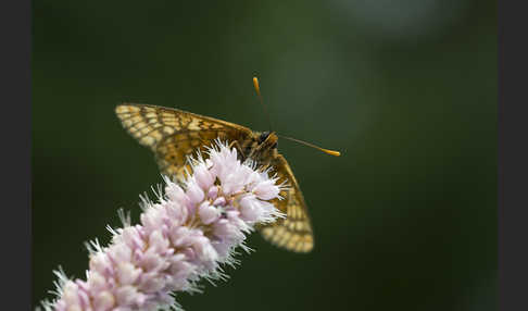 Abbiß-Scheckenfalter (Eurodryas aurinia)