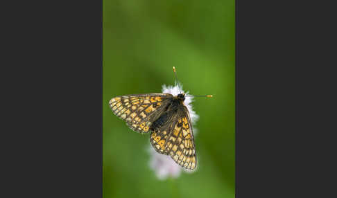 Abbiß-Scheckenfalter (Eurodryas aurinia)