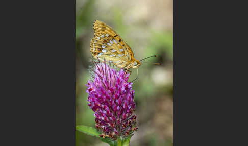 Märzveilchen-Perlmutterfalter (Argynnis adippe)