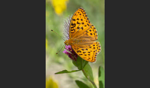 Märzveilchen-Perlmutterfalter (Argynnis adippe)