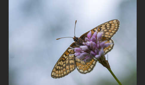 Abbiß-Scheckenfalter (Eurodryas aurinia)