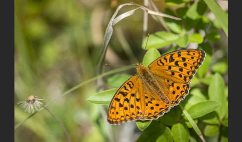 Märzveilchen-Perlmutterfalter (Argynnis adippe)