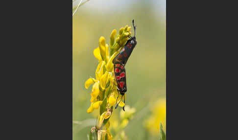 Esparsettenwidderchen (Zygaena carniolica)