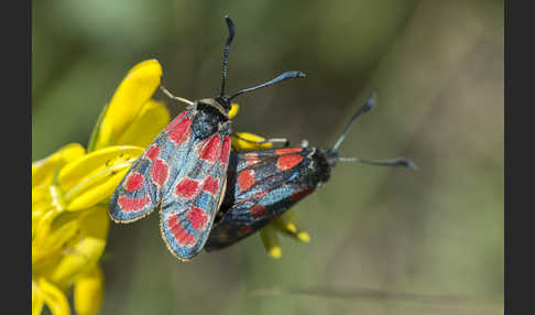 Esparsettenwidderchen (Zygaena carniolica)