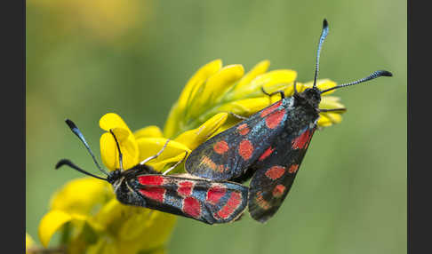 Esparsettenwidderchen (Zygaena carniolica)