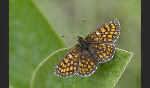 Wachtelweizen-Scheckenfalter (Melitaea athalia)