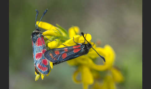 Esparsettenwidderchen (Zygaena carniolica)