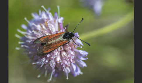 Thymian-Widderchen (Zygaena purpuralis)