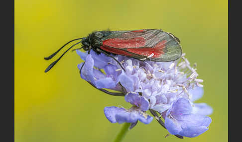 Thymian-Widderchen (Zygaena purpuralis)