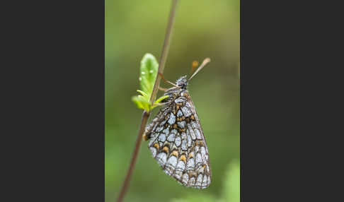 Wachtelweizen-Scheckenfalter (Melitaea athalia)