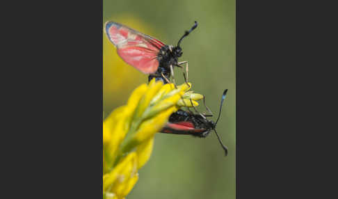 Esparsettenwidderchen (Zygaena carniolica)